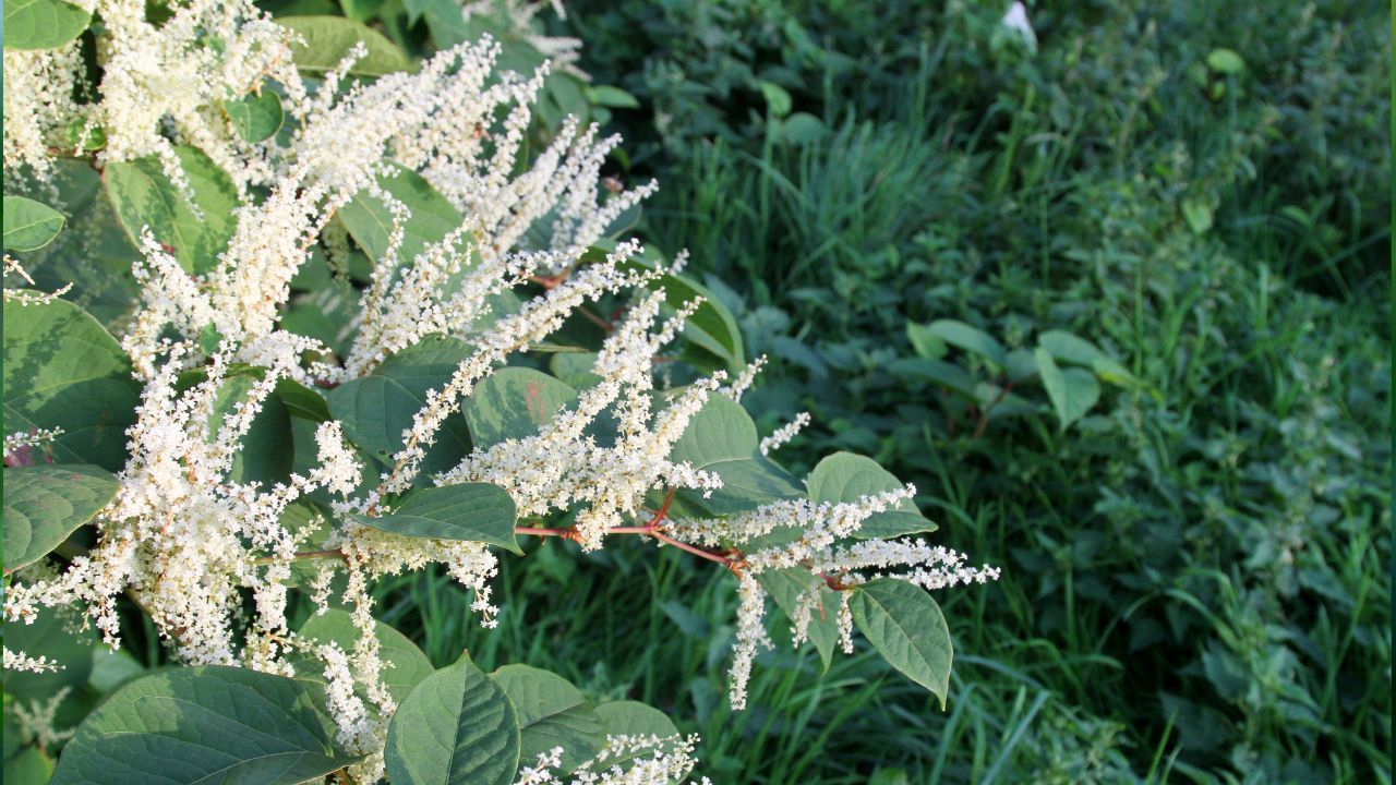rdestowiec