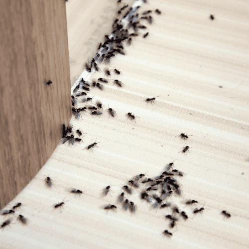 Robaki w domu - mrówki.png