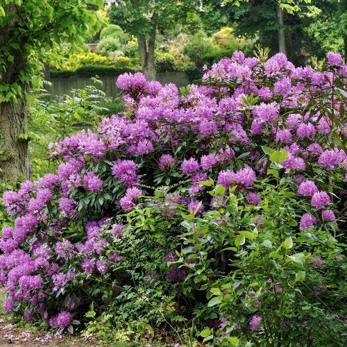 Rododendron 2.jpg