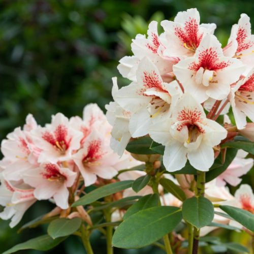 Rododendron 3.jpg