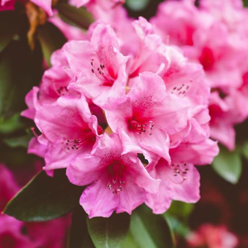 Rododendrony 3.jpg