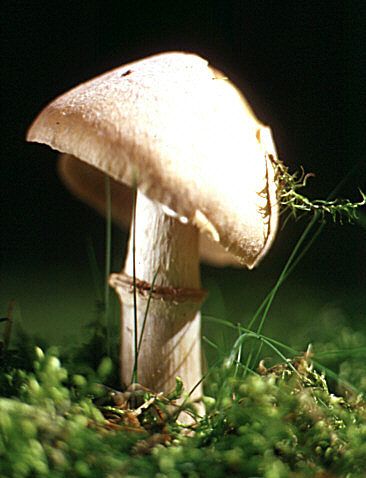Rozites_caperatus.jpg
