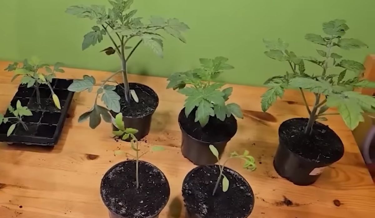 Rozsady pomidora