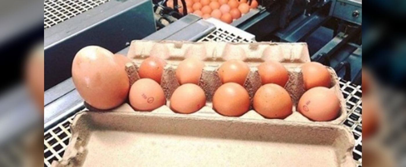 Jajko zaskoczyło rolnika