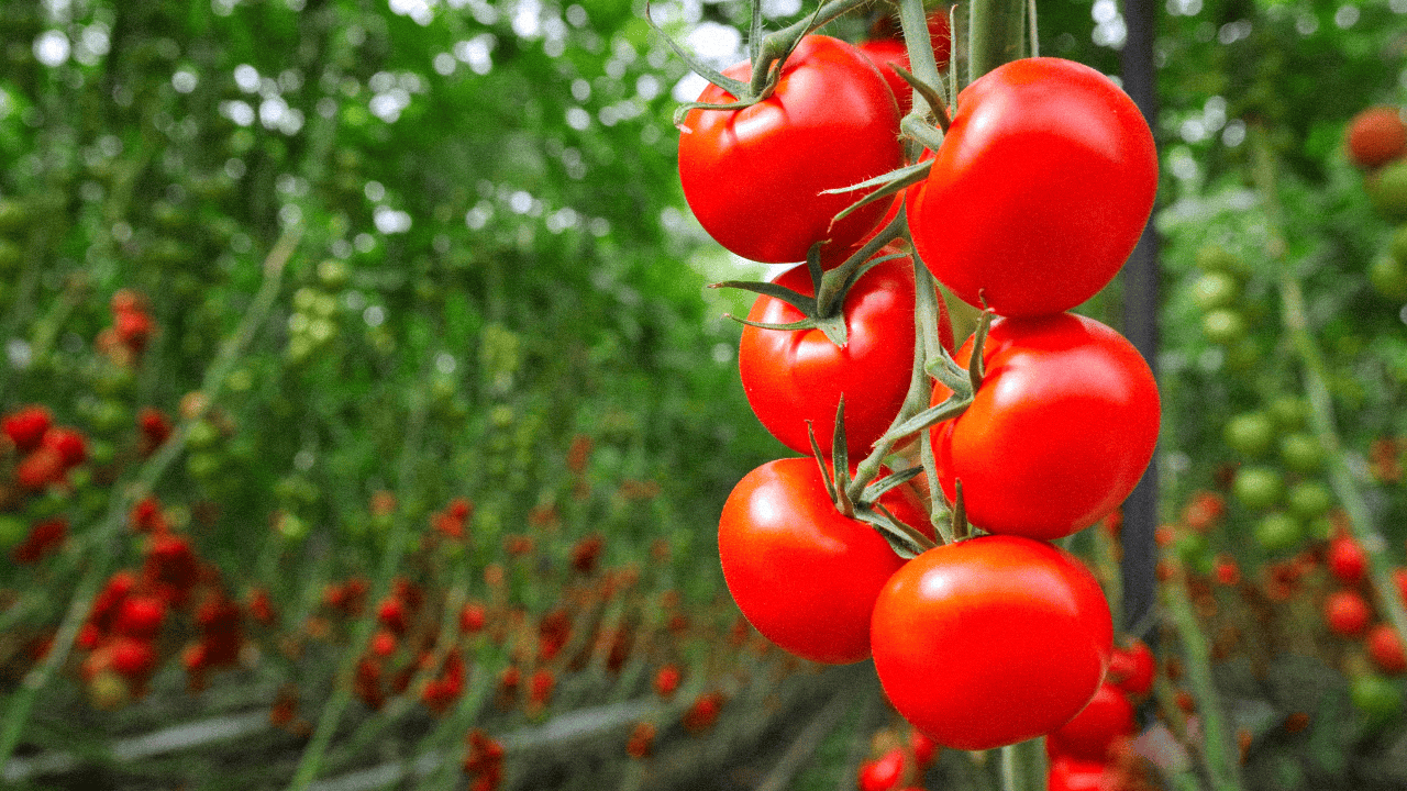 Ta pogoda wykończy polskie pomidory. Synoptycy ostrzegają, idą gwałtowne załamania