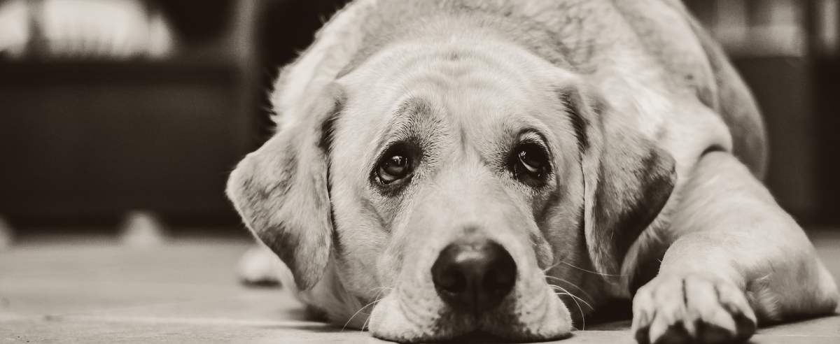 Wnętrostwo u psa: przyczyny, rozpoznanie i leczenie