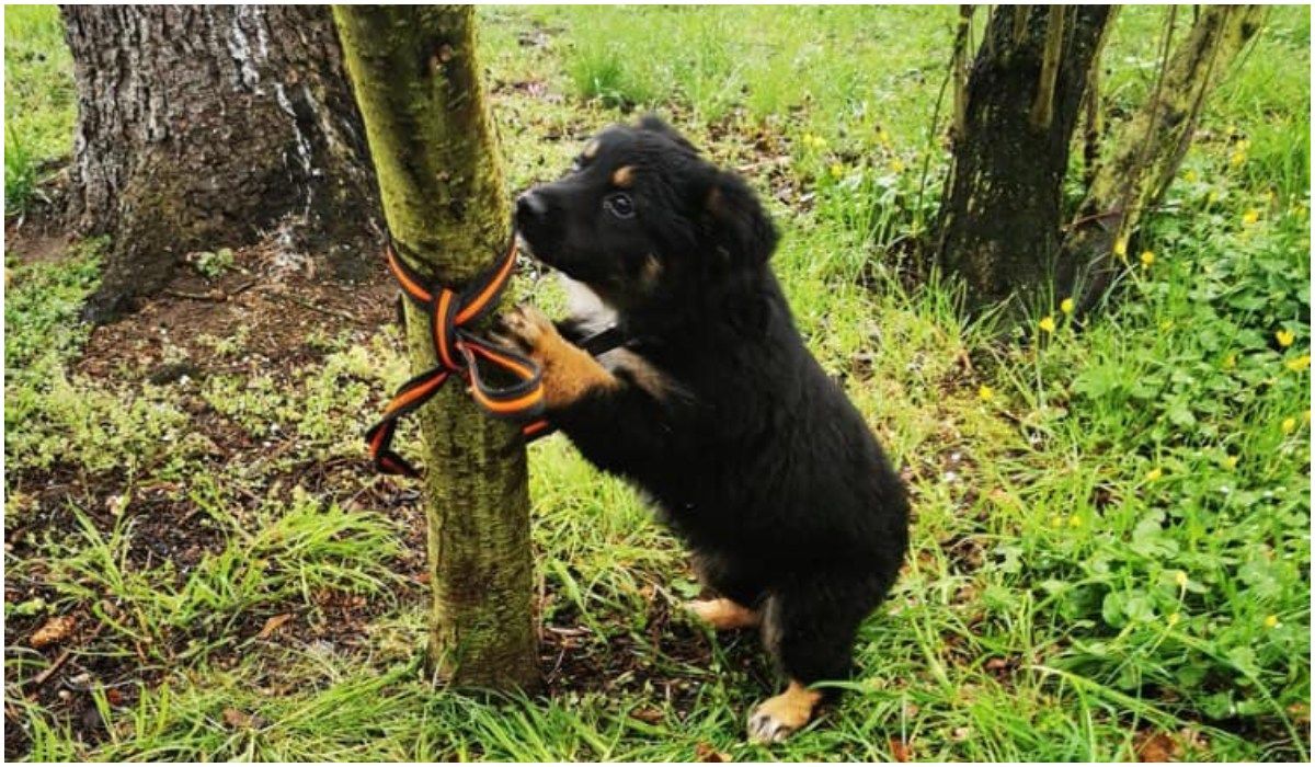 Pies przywiązany do drzewa