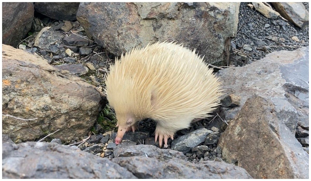 Kolczatka australijska