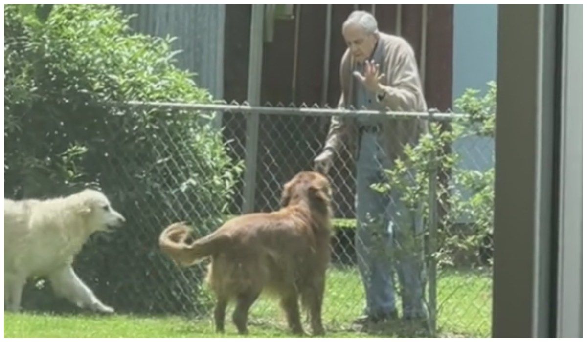 Starszy mężczyzna i psy
