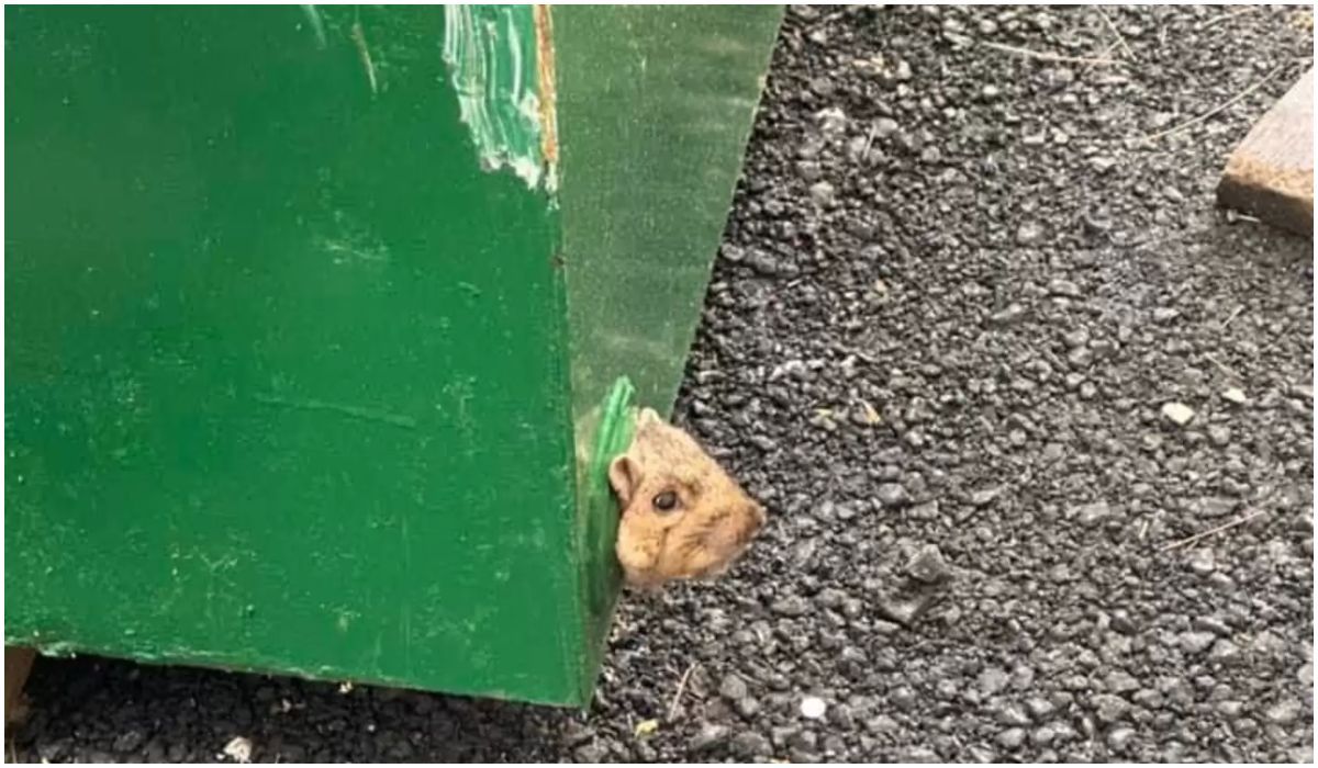 Wiewiórka uwięziona w śmietniku