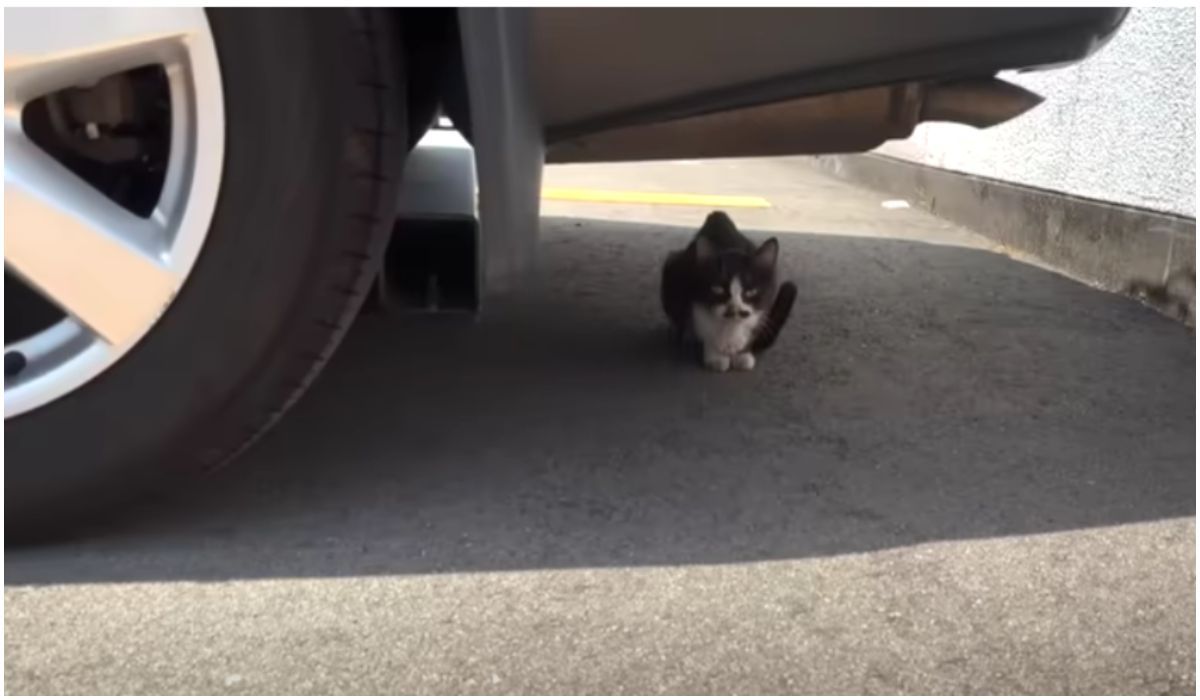 Bezpański kot ukrywa się pod samochodem