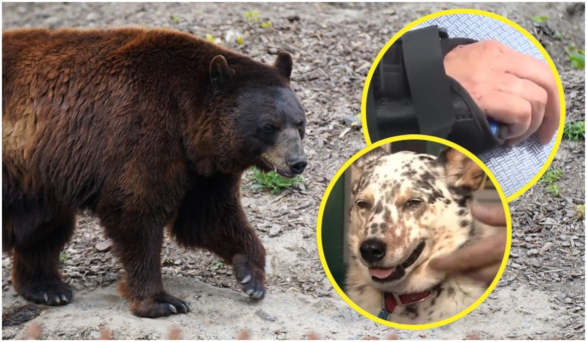 Starsza pani zaatakowała niedźwiedzia, bo gonił jej psa