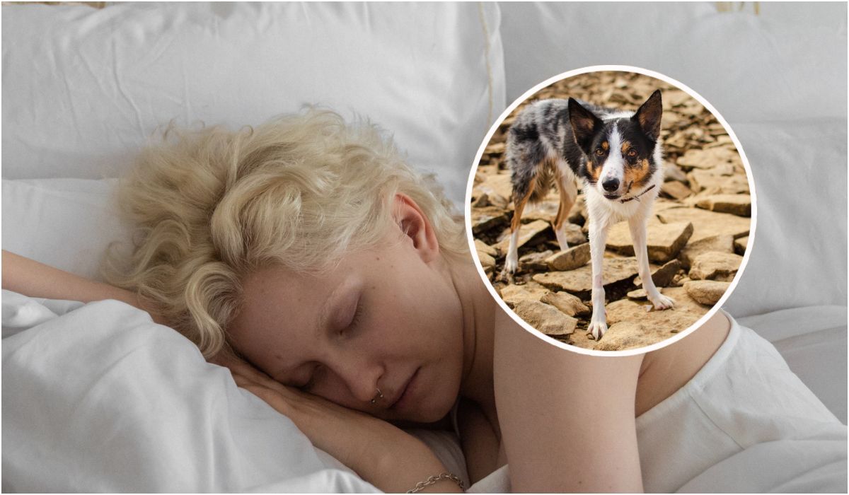 Co może oznaczać sen o psie?