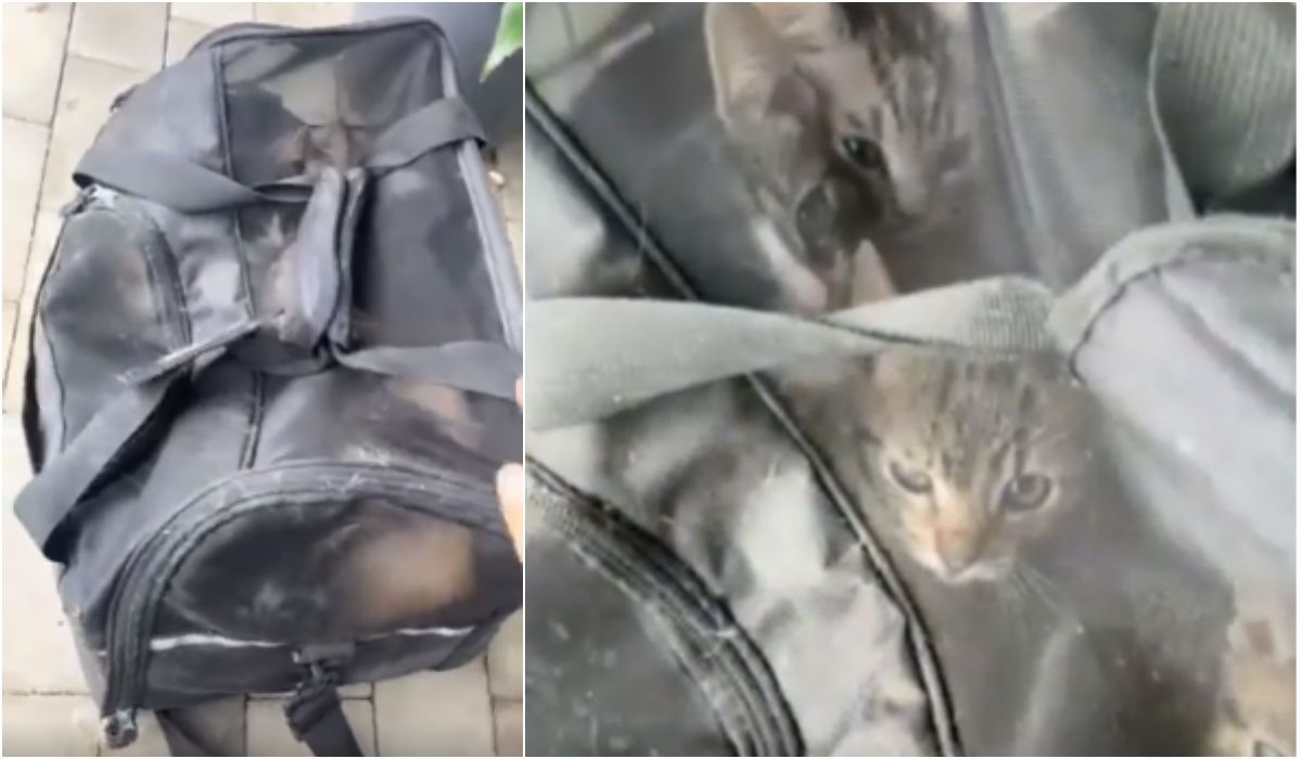 Ktoś zostawił siedem małych kotów w torbie pod schroniskiem