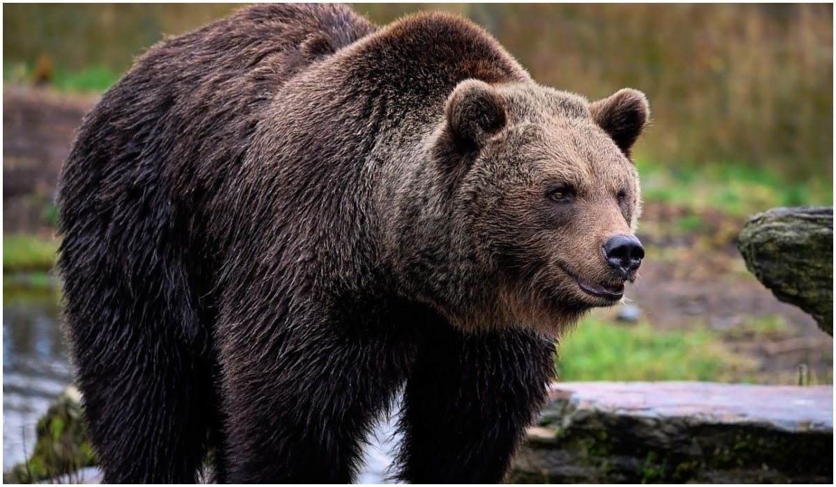 Niedźwiedź zaatakował ojca z synem