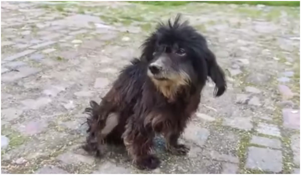 Pies stracił swojego właściciela