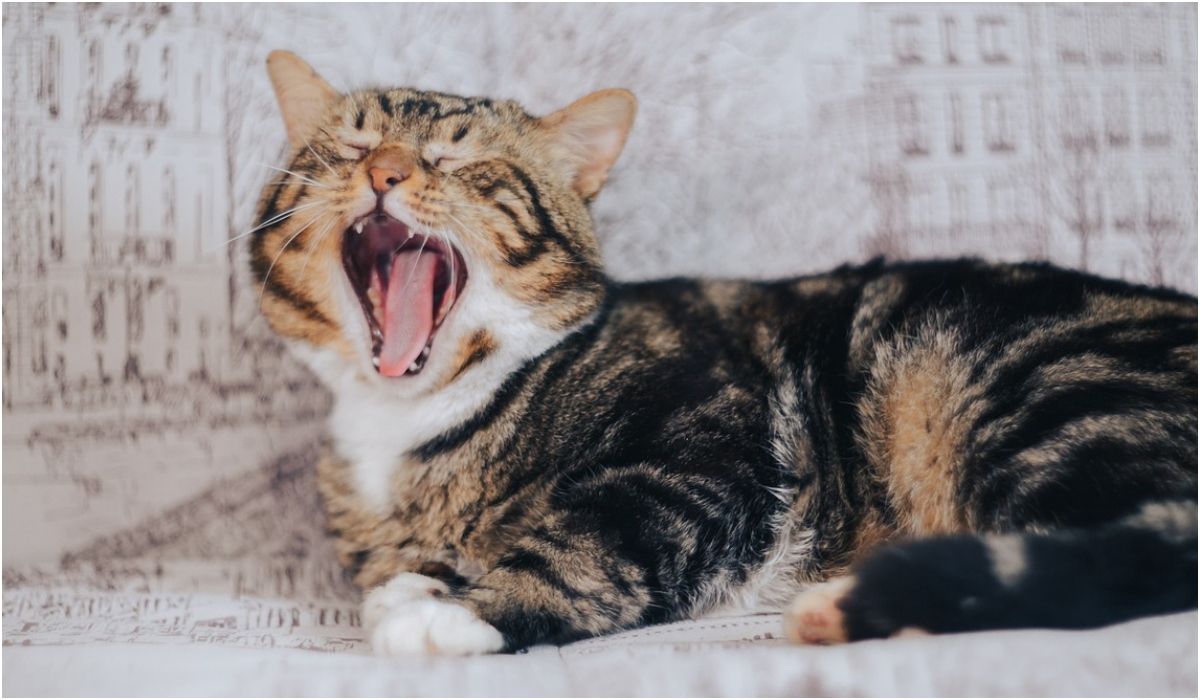 Dlaczego kot nadmiernie wokalizuje?