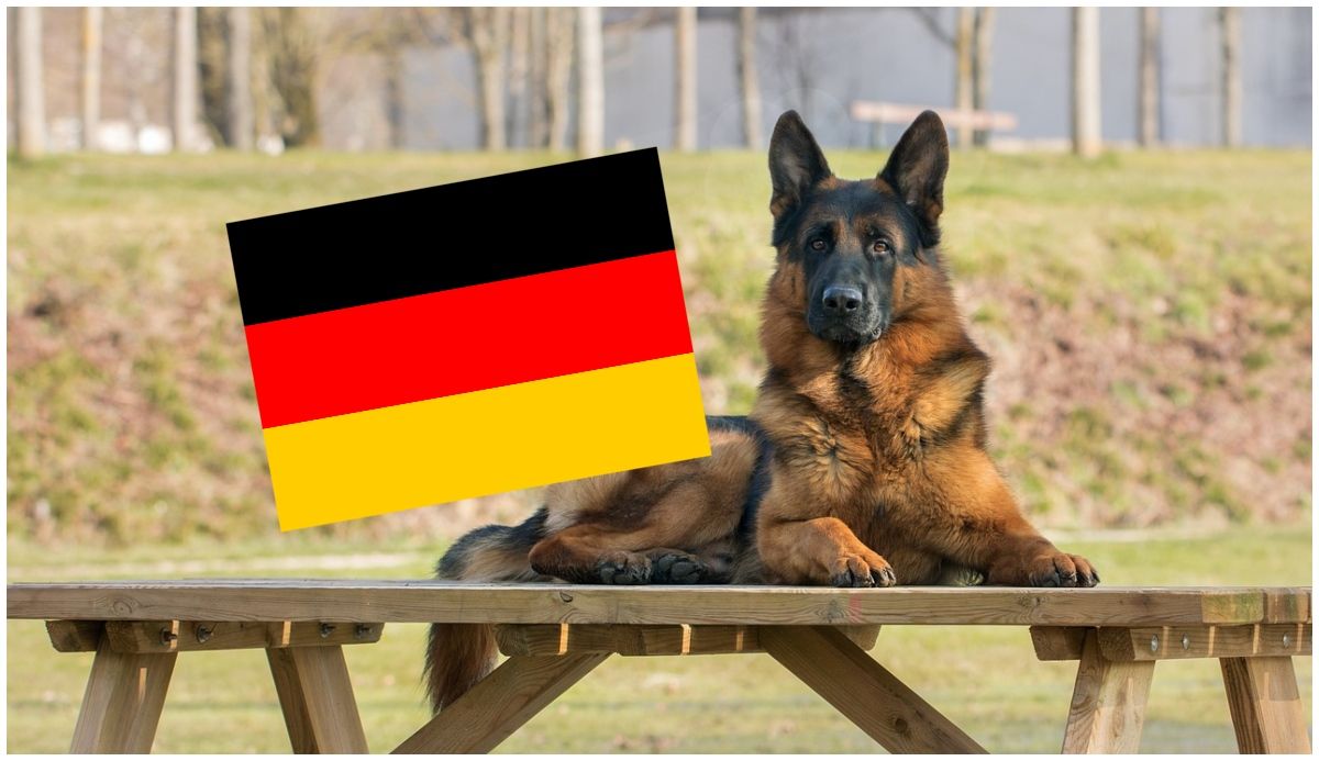 Znasz nazwy zwierząt po niemiecku?