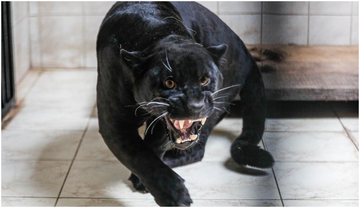 Czarny jaguar