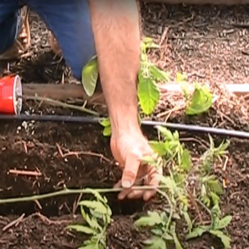 Sadzenie pomidorów 2.jpg
