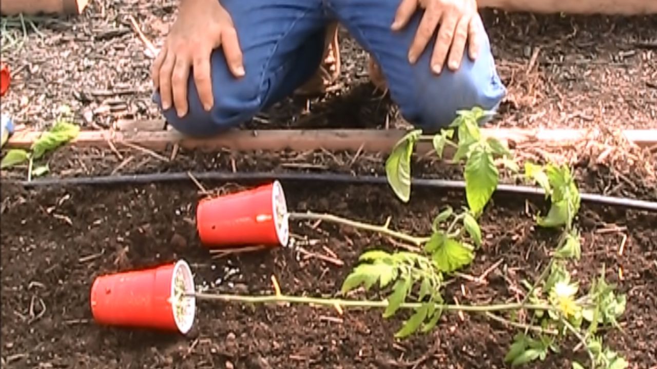Sadzenie pomidorów