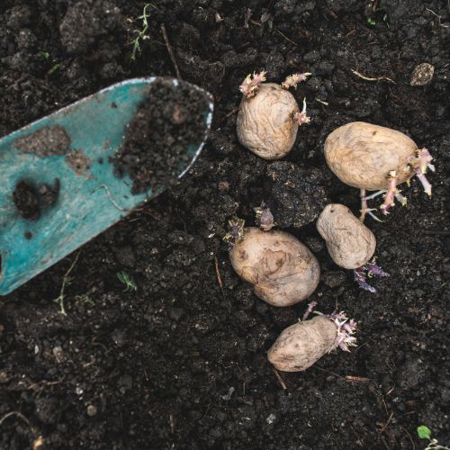 Sadzenie ziemniaków 2.jpg