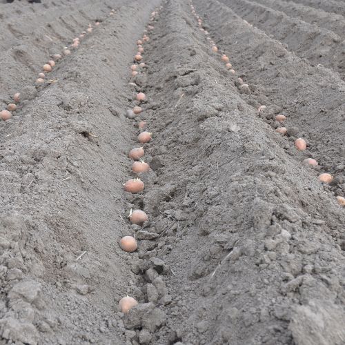 Sadzenie ziemniaków 3.jpg