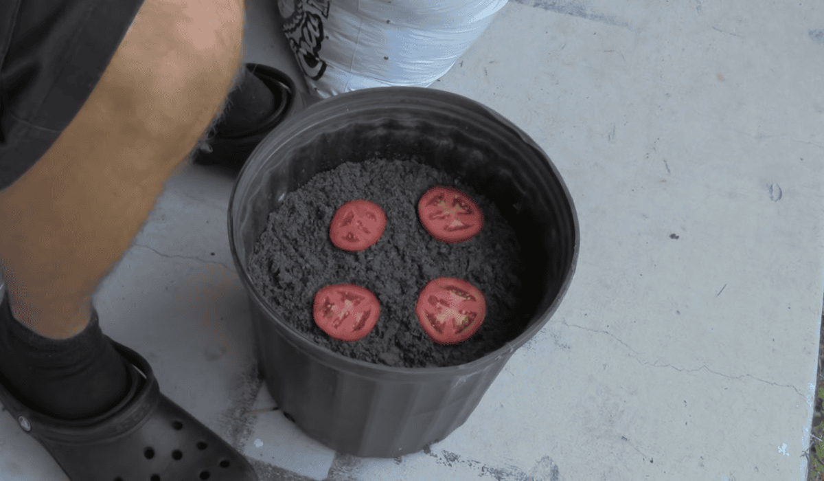 Zobacz eksperymentalny sposób sadzenia pomidorów. To działa!