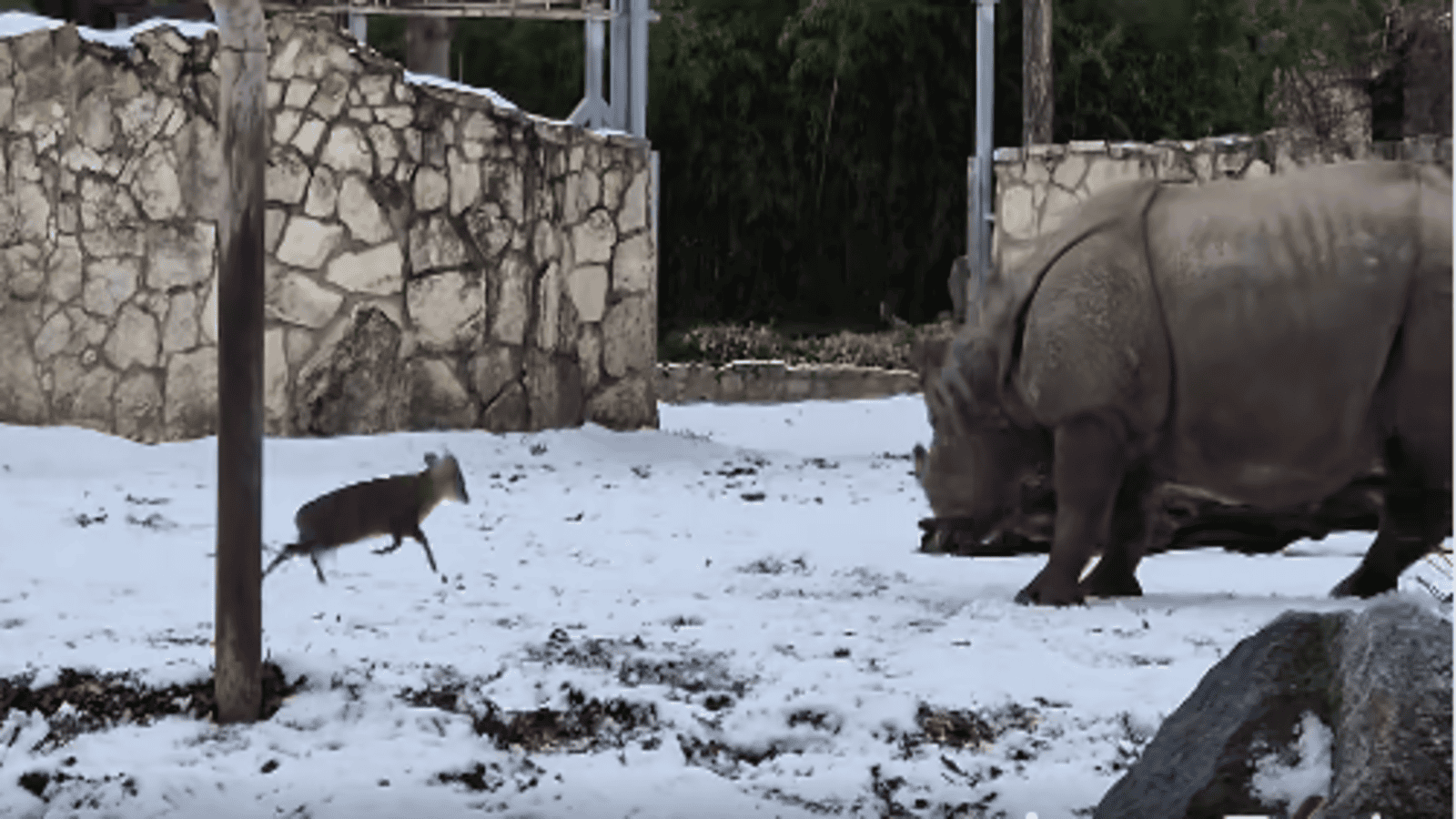 Świat zachwycony. Ten film z wrocławskiego zoo jest hitem