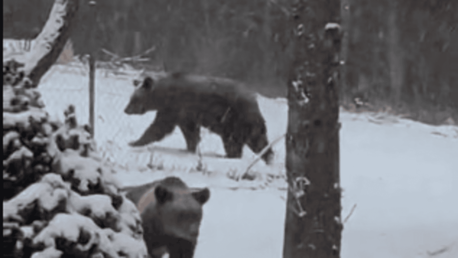 Michał  Troszkiewicz