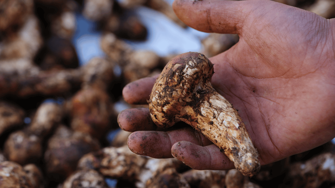 Gąska sosnowa, łac. tricholoma matsutake