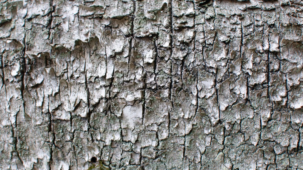 Potworna choroba skóry