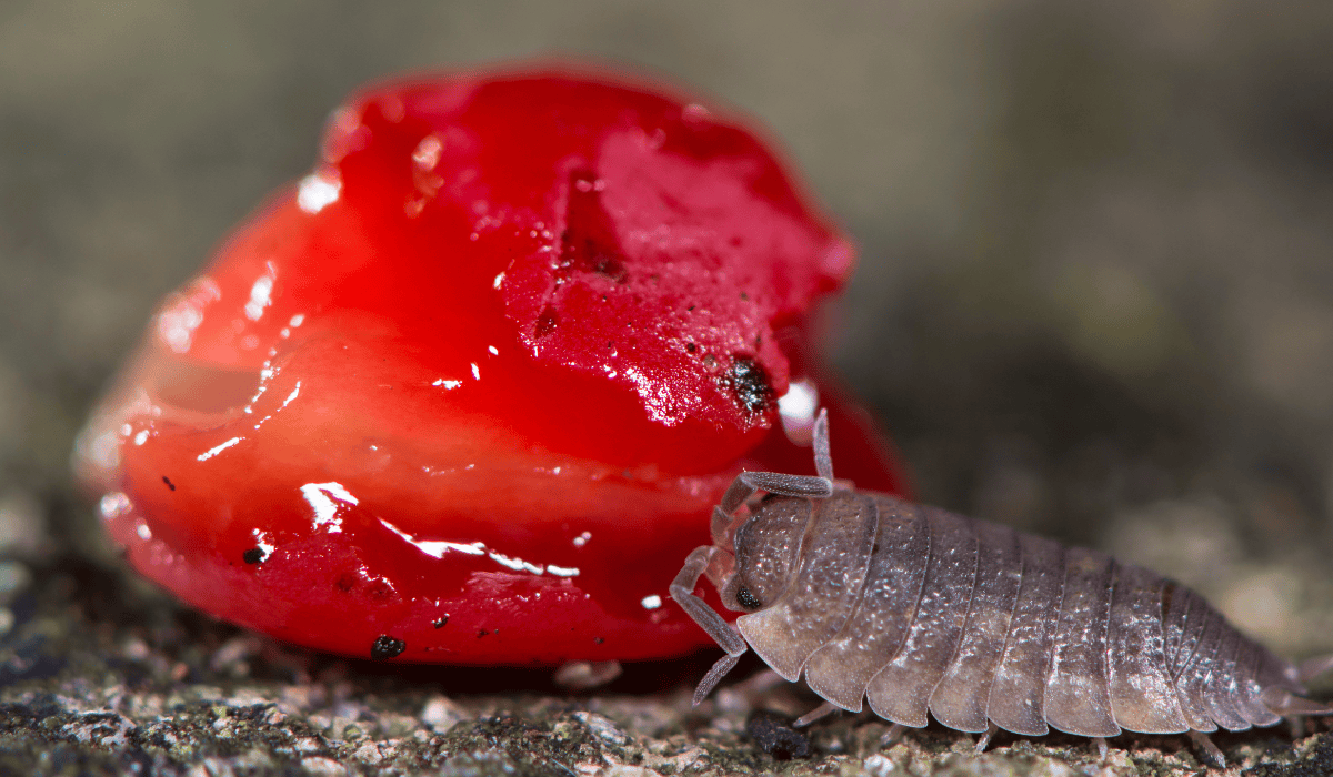 Skorupiak jedzący kawałek arbuza.png