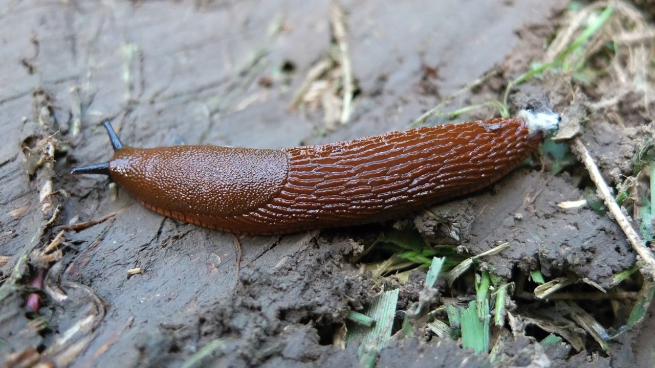 Ślimak