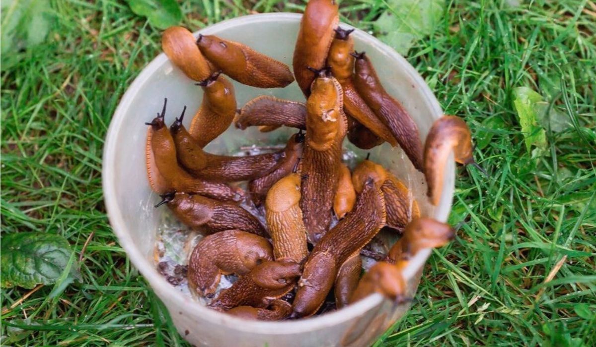 Ślimaki w wiaderku