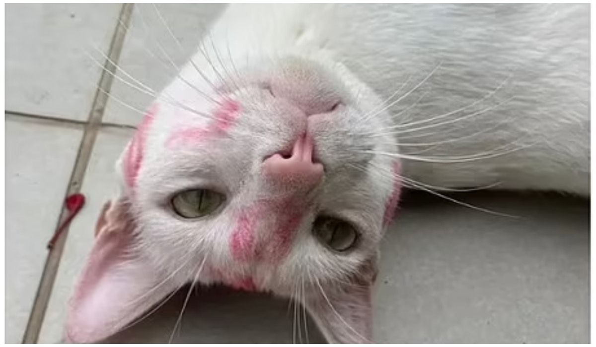 Śnieżnobiały kot wraca do domu z makijażem. _Daje ci znać, że jesteś tylko jedną z opcji_ (1).jpg