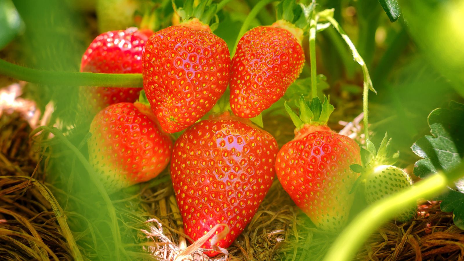 Magdalena Fordymacka