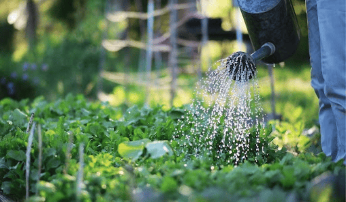 Oto sposób, jak podlewać ogród w upały