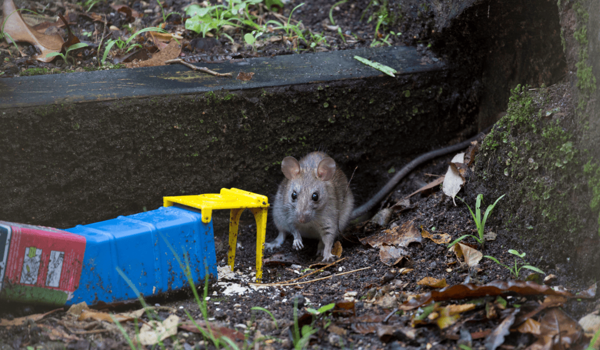 Szczur w ogrodzie