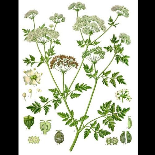 Szczwół plamisty – Conium maculatum, fot. Domena publiczna, Wikipedia.jpg