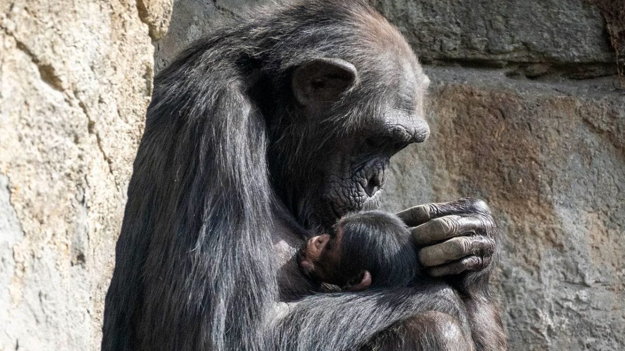 szympansica z martwym młodym w zoo
