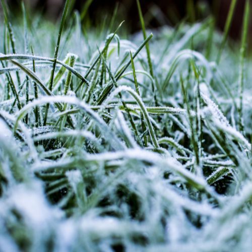 Trawnik po zimie 2.jpg