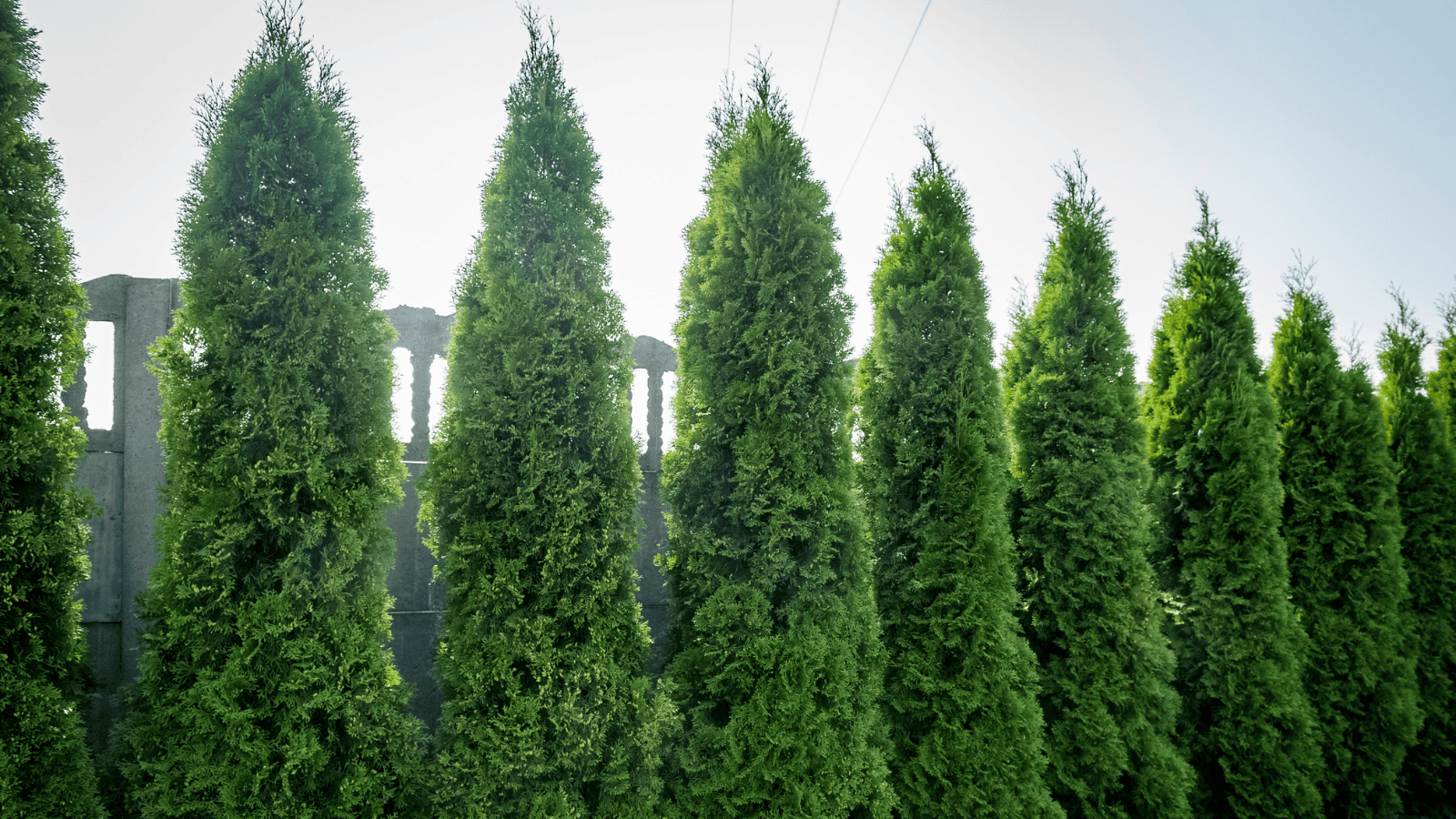 Magdalena Fordymacka