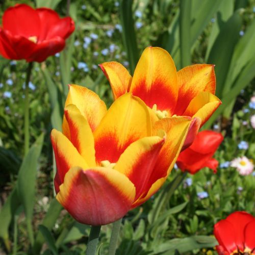 Tulipany 2.jpg