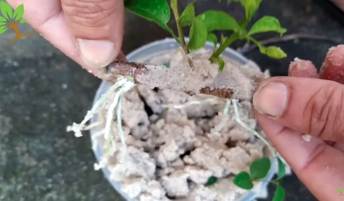 Ukorzenianie gałązek, fot. YouTube/Loucos das Plantas