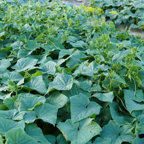 To najlepszy czas na nawożenie ogórków. Podano konkretny termin 