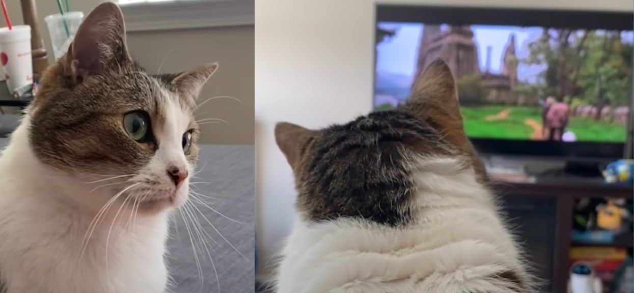 Biało-bury kot oglądający telewizję