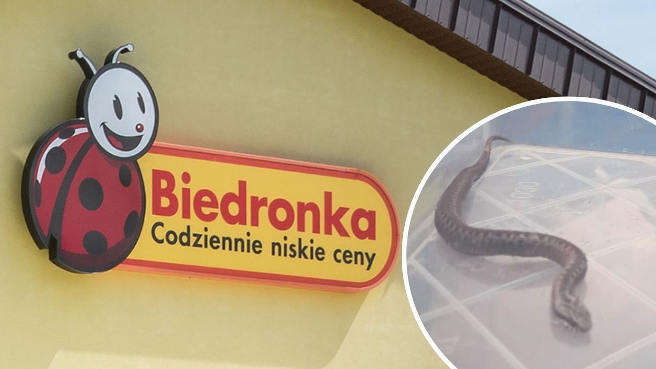 wąż w Biedronce