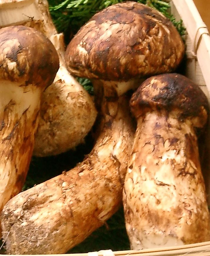 Gąska sosnowa