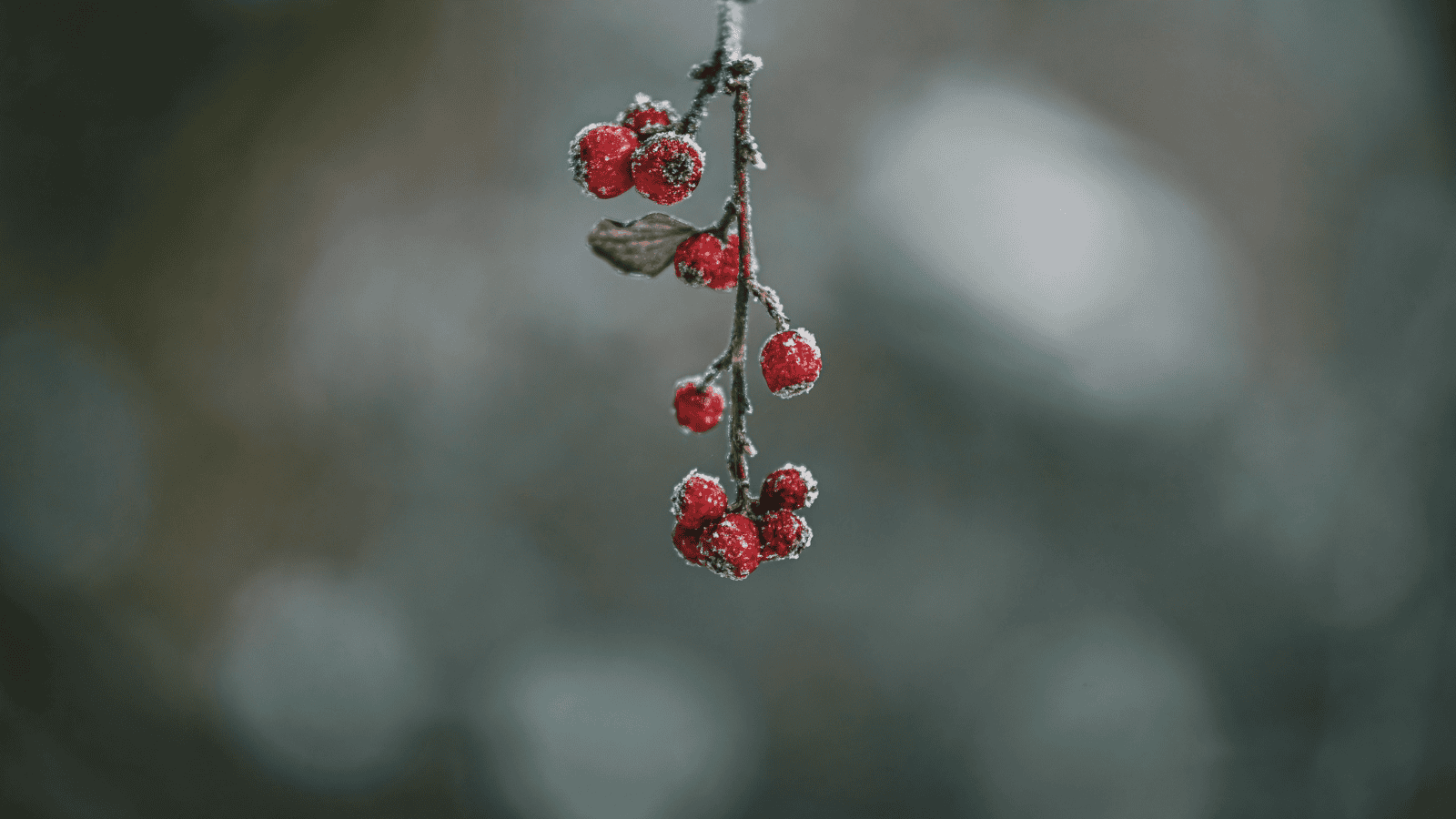 Magdalena  Fordymacka